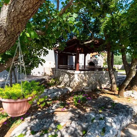 Eagle * بنكوفاتش