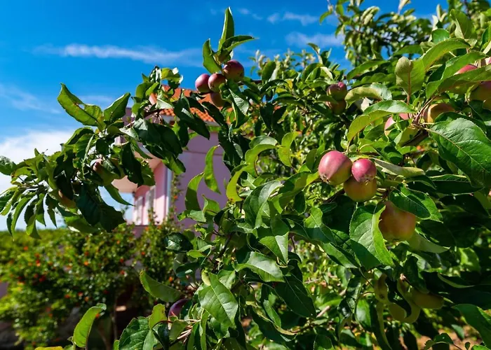 빌라 Eagle 벤코바츠